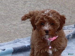 Havapoo dogs Ember 🌷👨👨👧👦💞🐕 - Ad 3