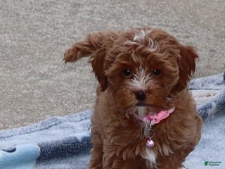 Havapoo dogs Ember 🌷👨👨👧👦💞🐕 - Ad 34