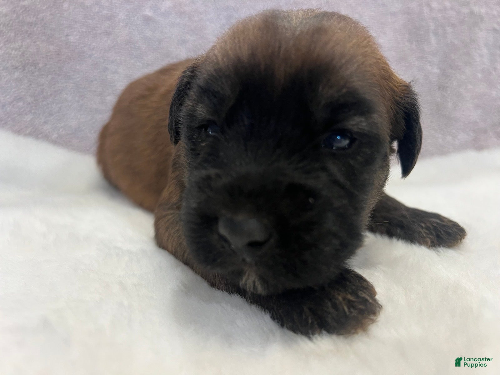 Soft Coated Wheaten Terrier dogs Lincoln - Ad 1