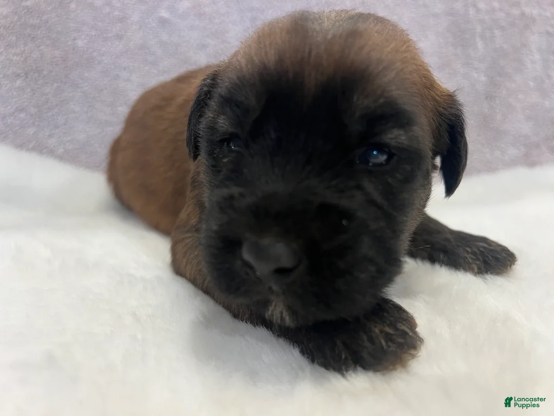 Soft Coated Wheaten Terrier dogs for sale: Lincoln - Ad 1