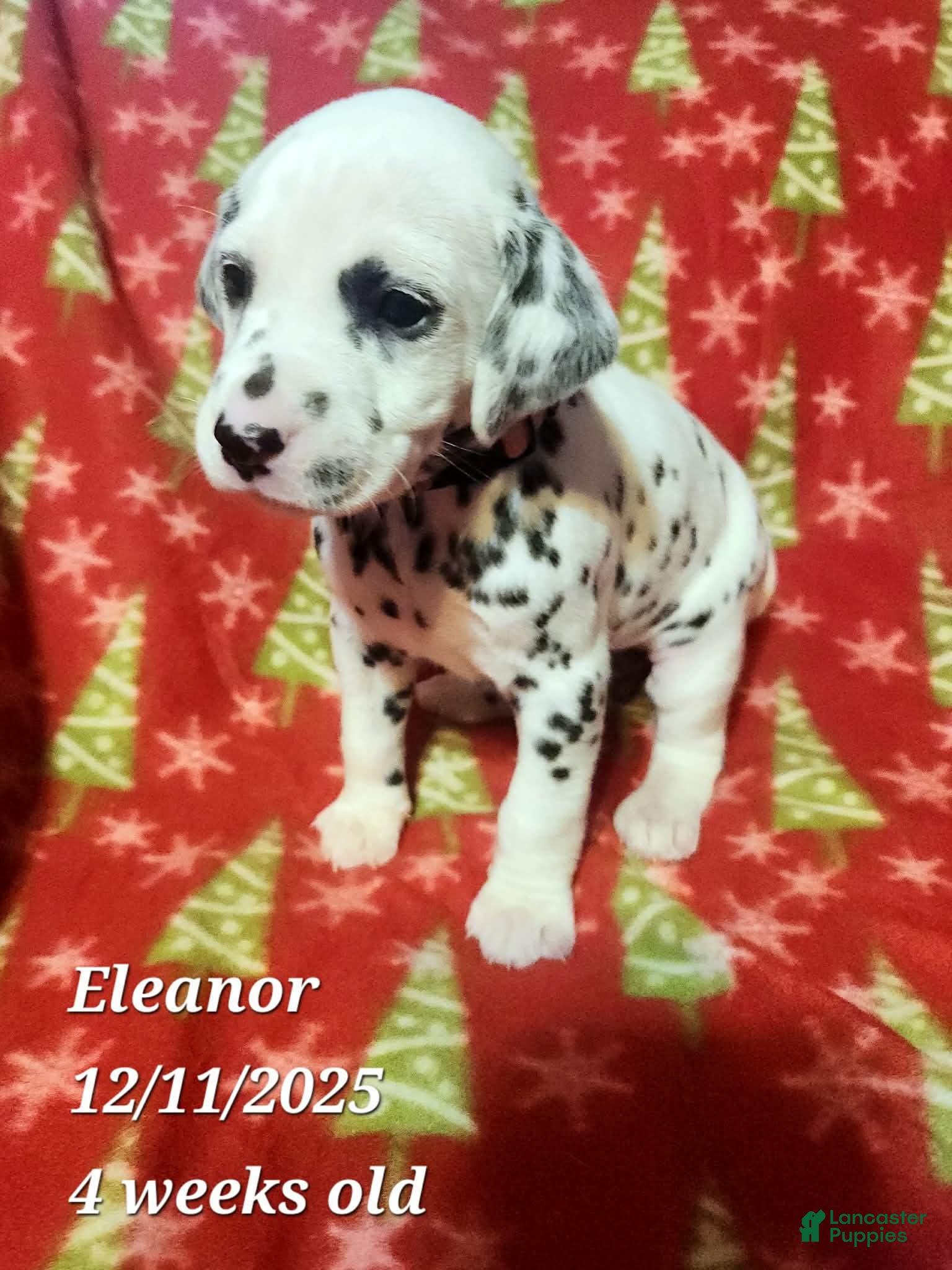 Dalmatian dogs Dalmatian Puppy 10 - Ad 28