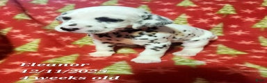 Dalmatian Puppy 10