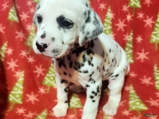 Dalmatian dogs Dalmatian Puppy 10 - Ad 13