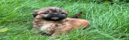 Shih Tzu dogs for sale: Shih Tzu 5 - Ad 2