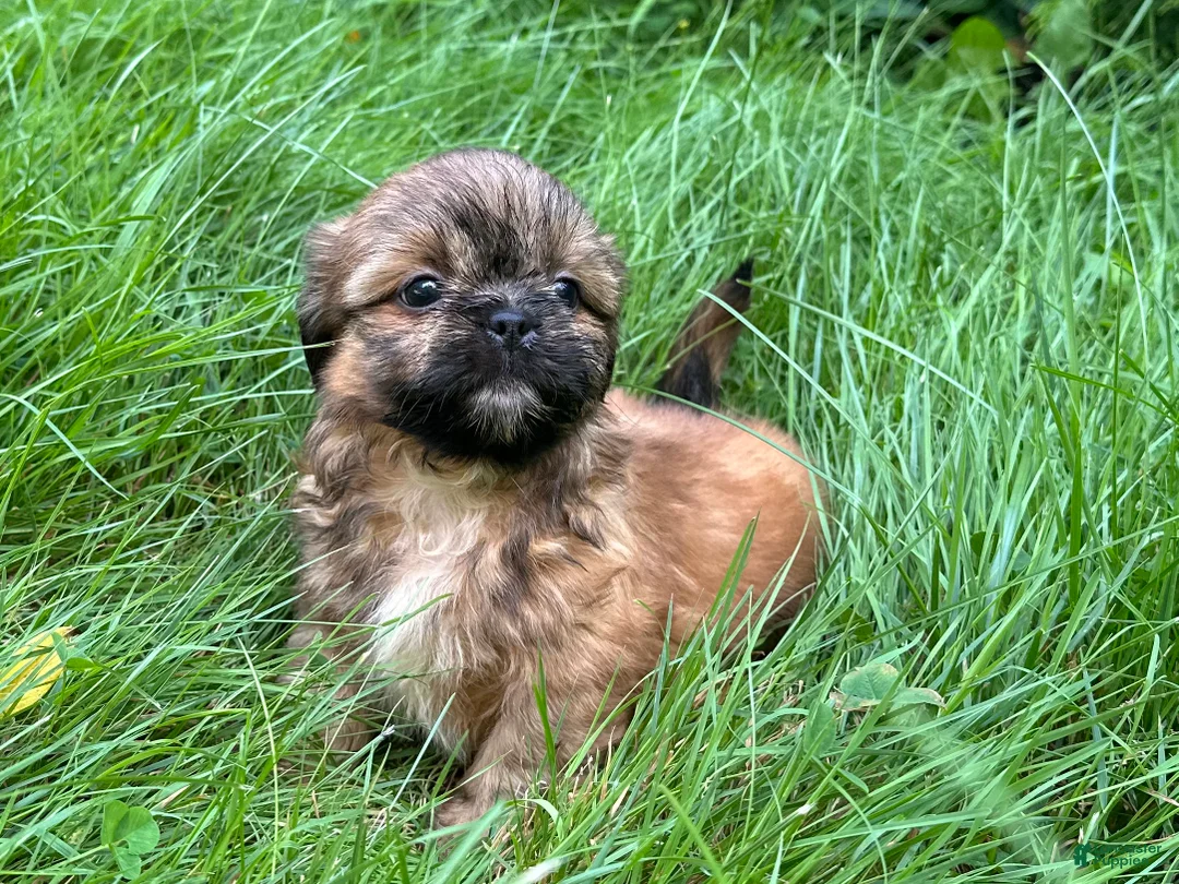 Shih Tzu dogs for sale: Shih Tzu 5 - Ad 2