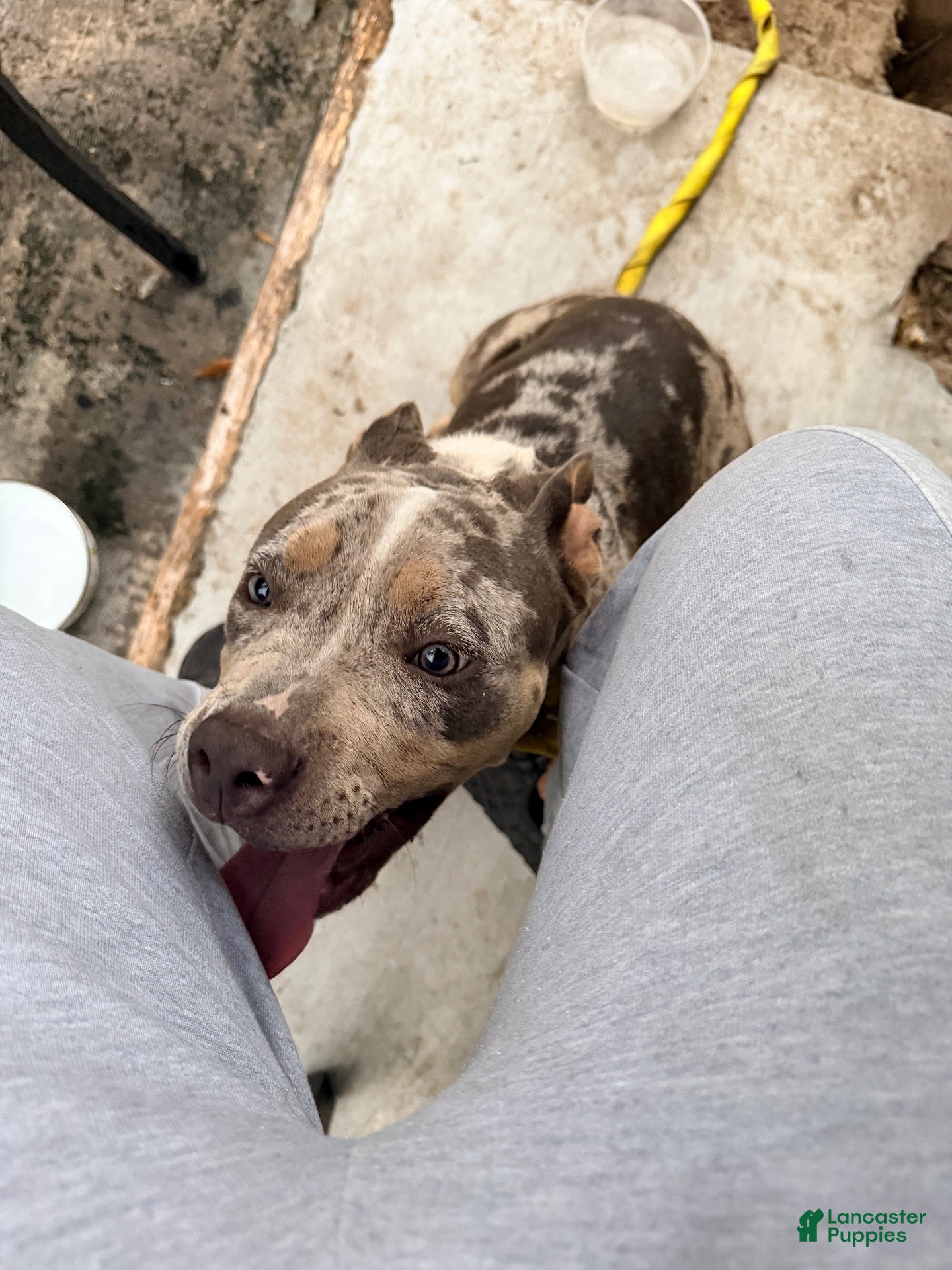American Bully dogs Ice - Ad 24
