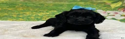 Cavapoo dogs for sale: Cleo - Ad 2
