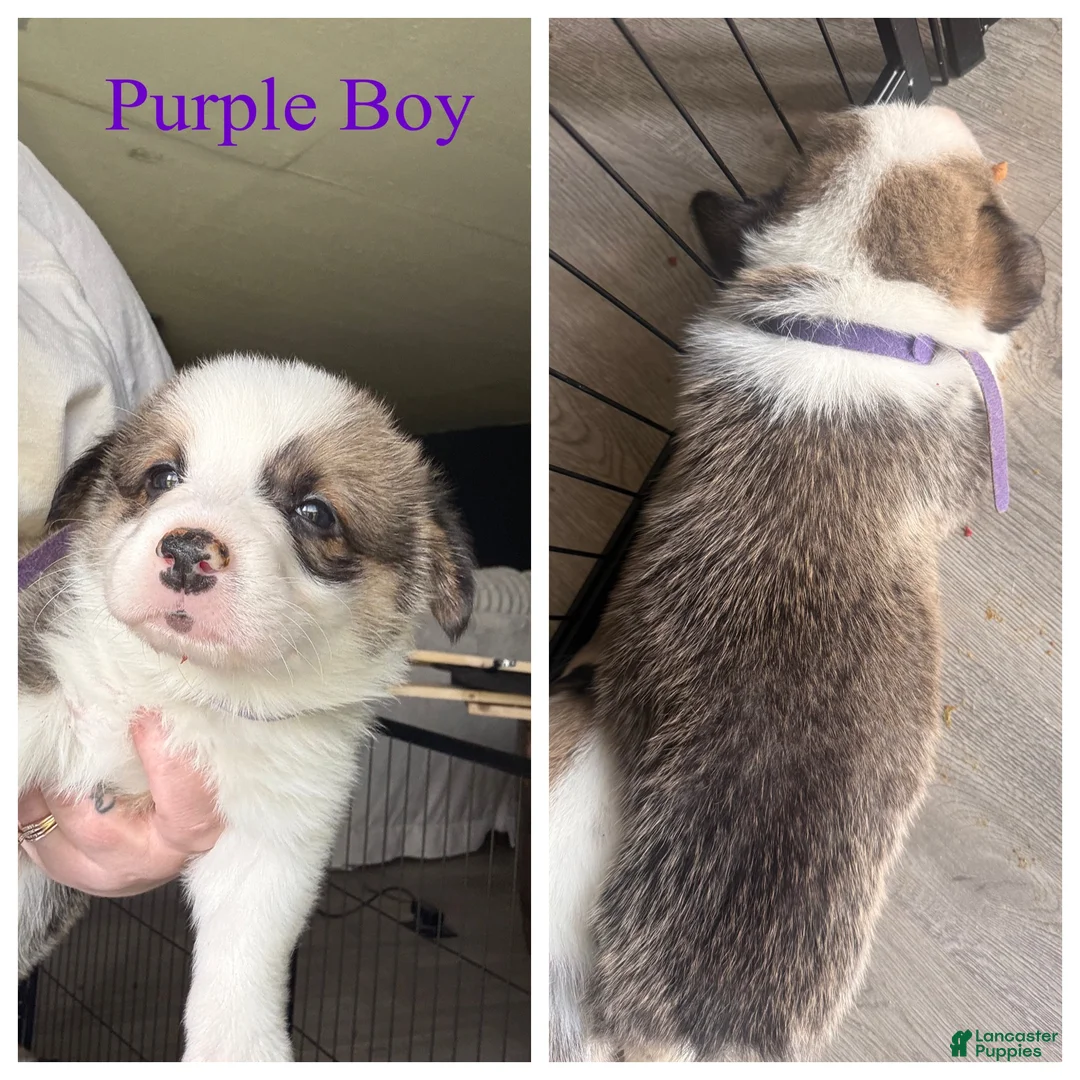 Welsh Corgi Pembroke dogs for sale: Rowdy - Ad 2