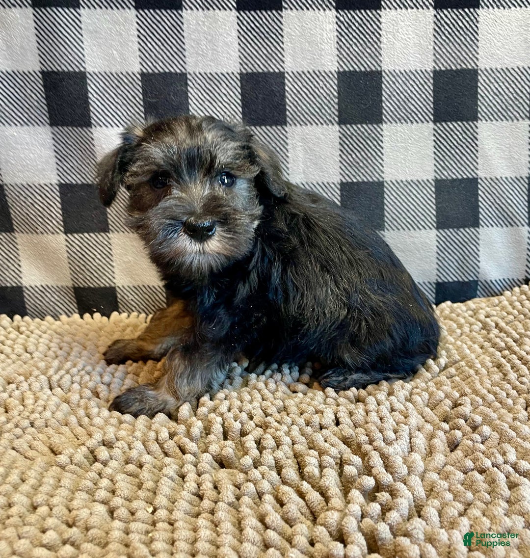 Miniature Schnauzer dogs for sale: Joel - Ad 5