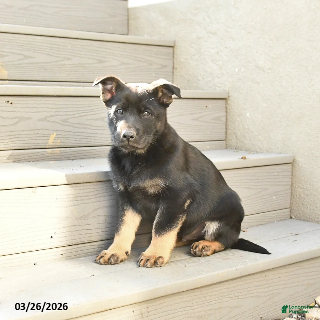 Mixed Breed dogs for sale: Scooter - Ad 1