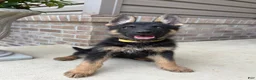 German Shepherd dogs for sale: Tammy - Ad 2