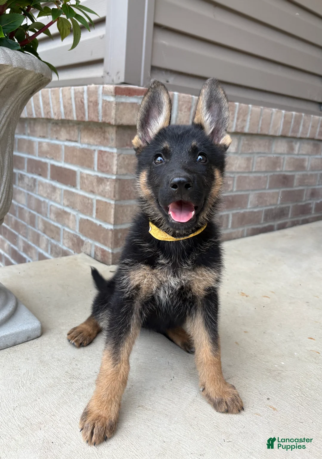 German Shepherd dogs for sale: Tammy - Ad 2