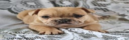 French Bulldog dogs for sale: Cinnamon Roll - Ad 2