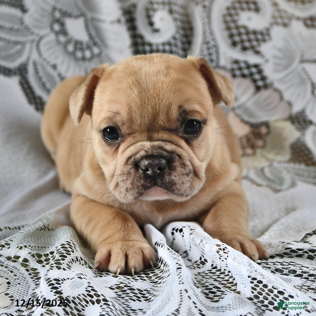 French Bulldog dogs for sale: Cinnamon Roll - Ad 2