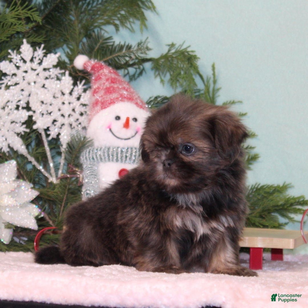Shih Tzu dogs for sale: Mistletoe - Ad 2