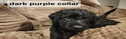 Labradoodle dogs for sale: Labradoodle dark purple collar - Ad 16
