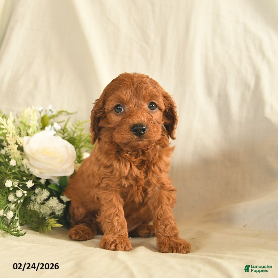 Mixed Breed dogs Wonka  - Ad 1