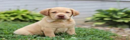 Labrador Retriever dogs for sale: Flora - Ad 4