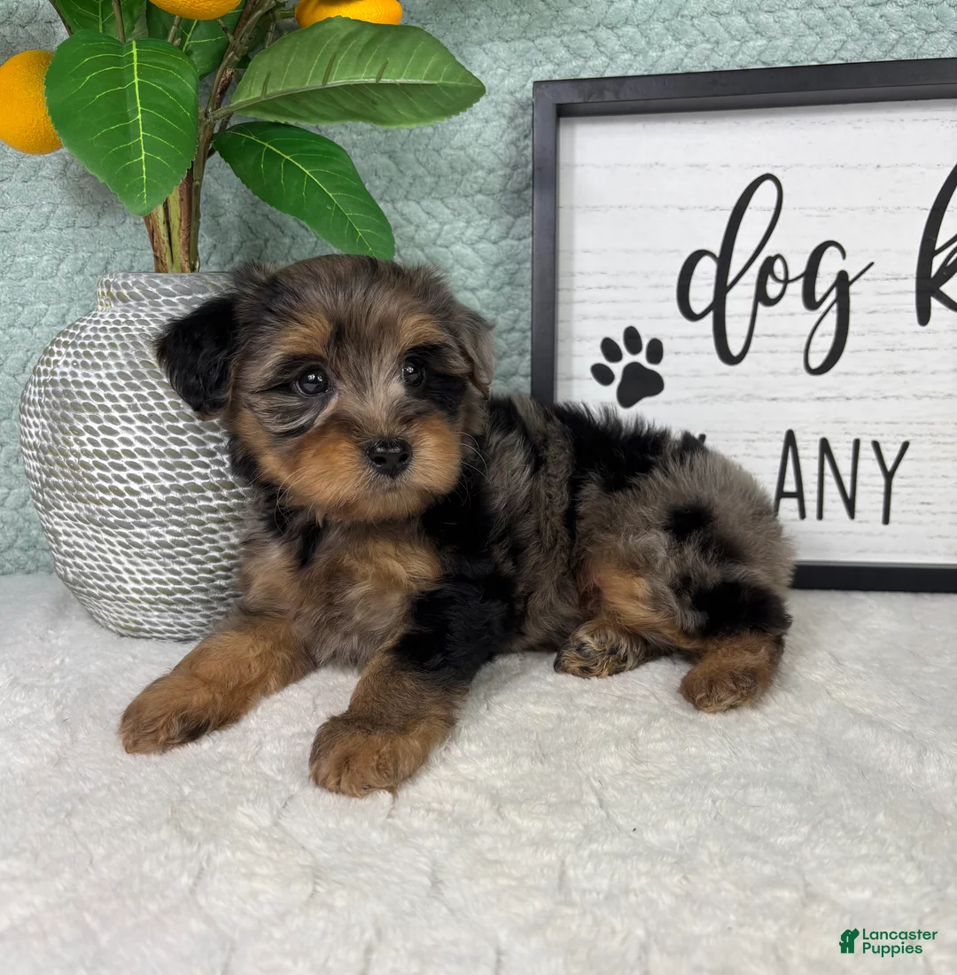 Yorkiepoo dogs for sale: Parker - Ad 4