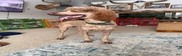 Standard Poodle dogs for sale: Cece-INHEAT - Ad 2