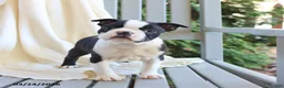 Boston Terrier dogs for sale: Checkers - Ad 1