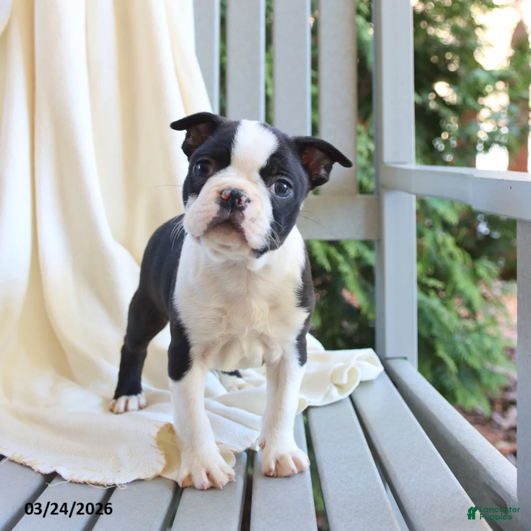 Boston Terrier dogs for sale: Checkers - Ad 1