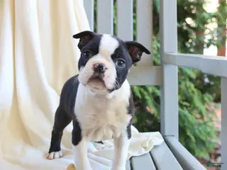Boston Terrier dogs for sale: Checkers - Ad 2