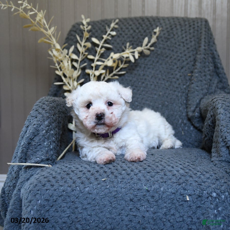 Bichon Frise dogs Sallie - Ad 1
