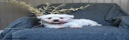 Bichon Frise dogs for sale: Sallie - Ad 1