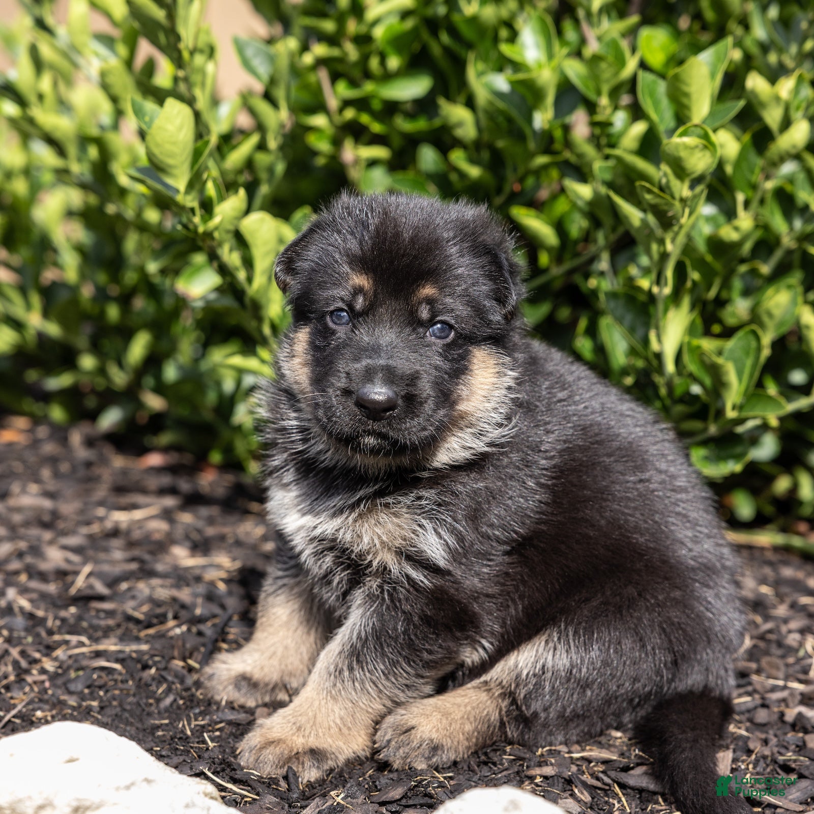 German Shepherd dogs Rover  - Ad 2