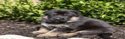 German Shepherd dogs for sale: Rover  - Ad 2