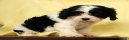 Cavapoo dogs for sale: Betsy - Ad 3