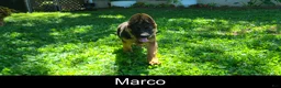 German Shepherd dogs for sale: Starla - Ad 7