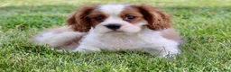 Cavalier King Charles Spaniel dogs for sale: Ryder - Ad 5