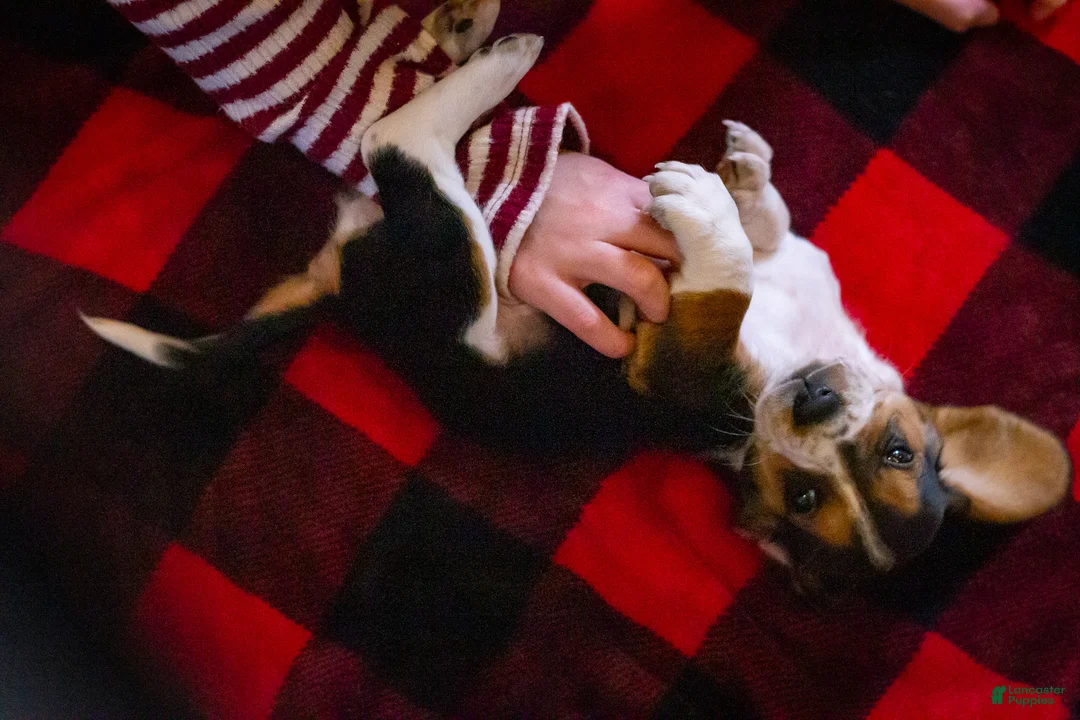 Basset Hound dogs for sale: Sugar - Ad 5