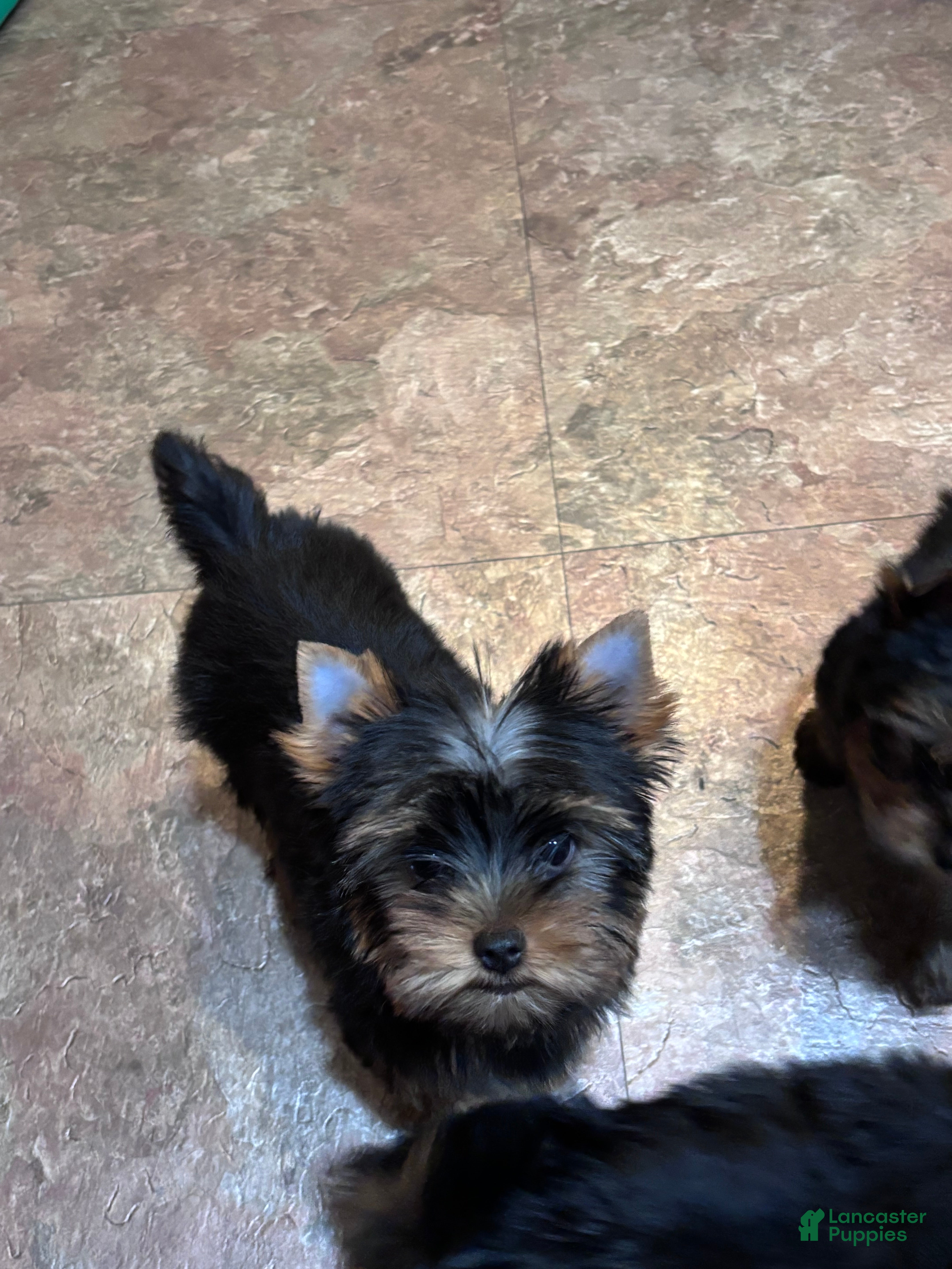 Yorkshire Terrier dogs for sale: Purple - Ad 15