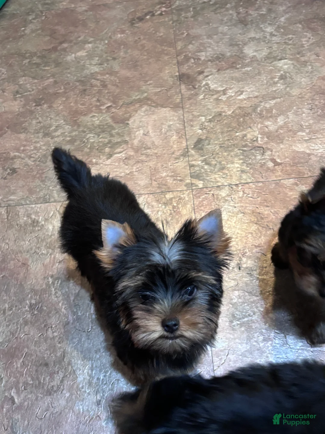 Yorkshire Terrier dogs for sale: Purple - Ad 1