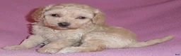 Miniature Poodle dogs for sale: Daisy - Ad 4