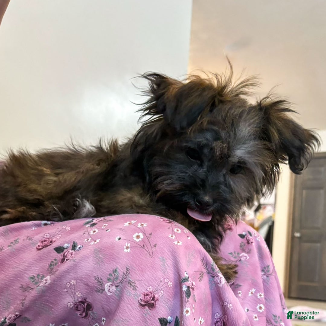 Shorkie dogs for sale: Herbie - Ad 1