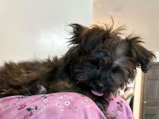 Shorkie dogs Herbie - Ad 9