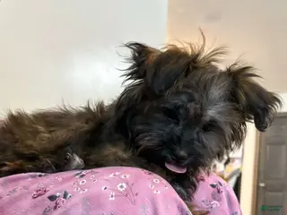 Shorkie dogs Herbie - Ad 6