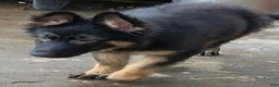 German Shepherd dogs for sale: Prowler  - Ad 7