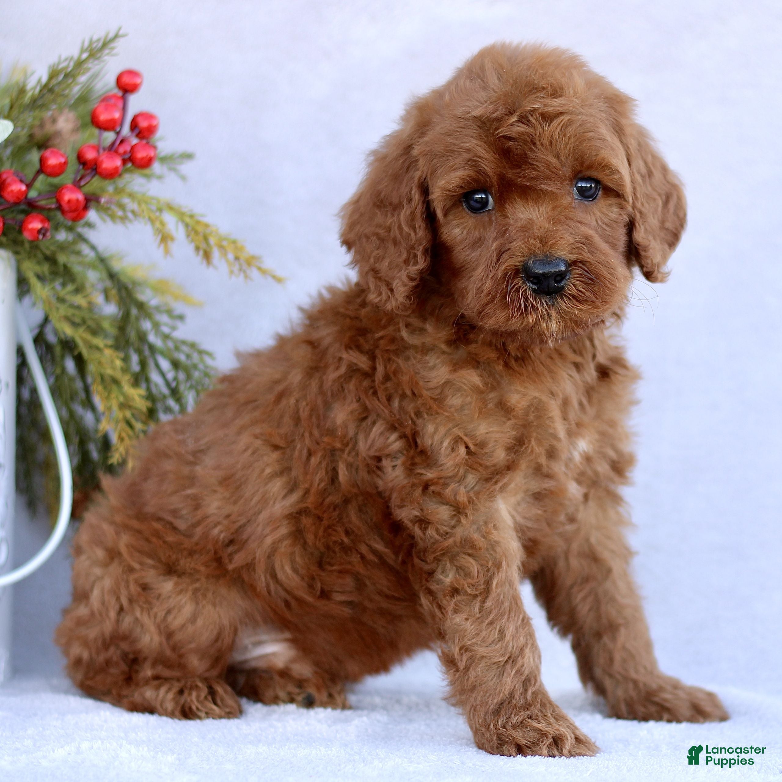 Mini Goldendoodle dogs Leo  - Ad 38