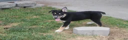 Mixed Breed dogs for sale: Dahlia  - Ad 6