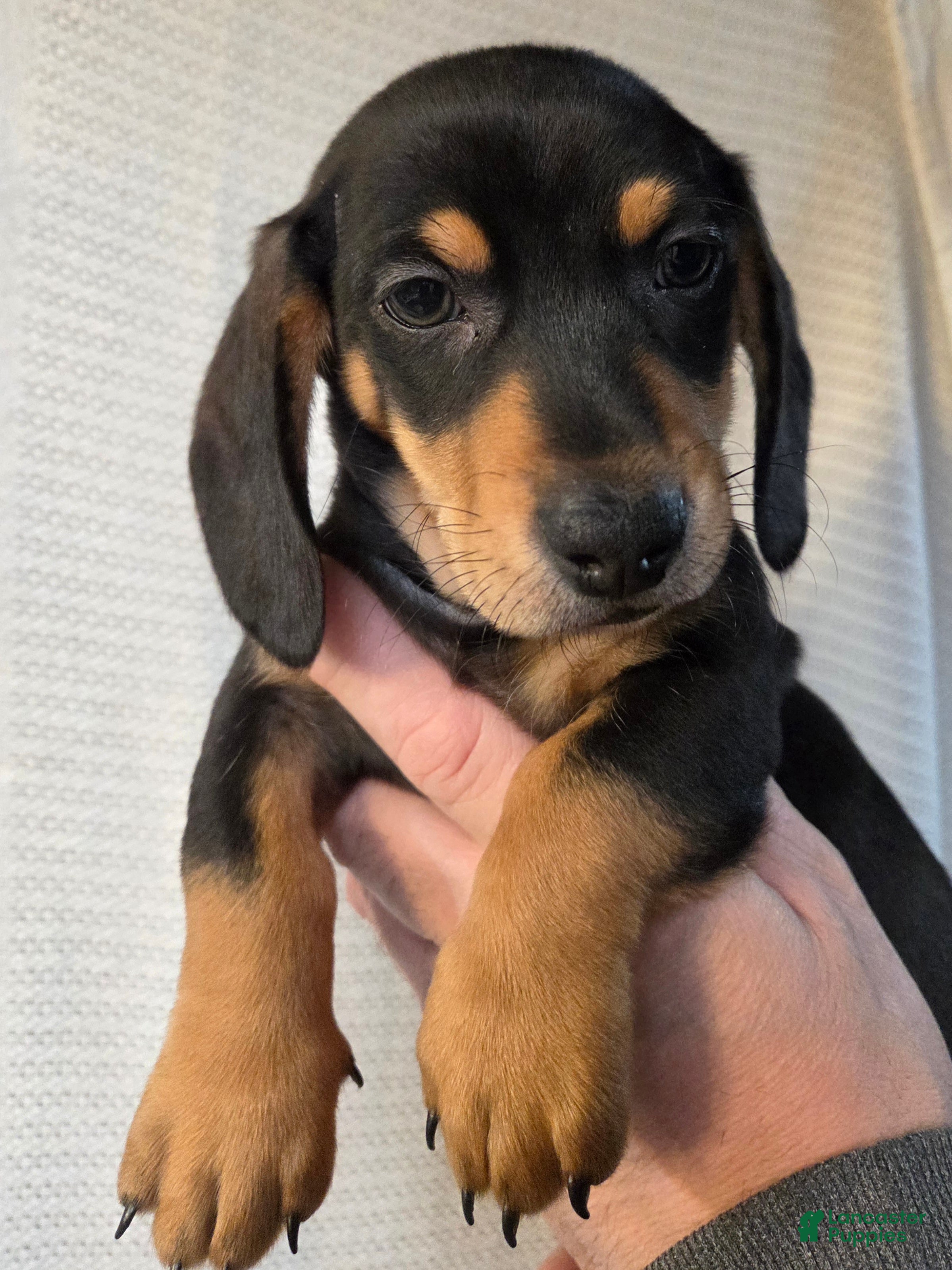 Miniature Dachshund dogs Miniature Dachshund Puppy 1 - Ad 27