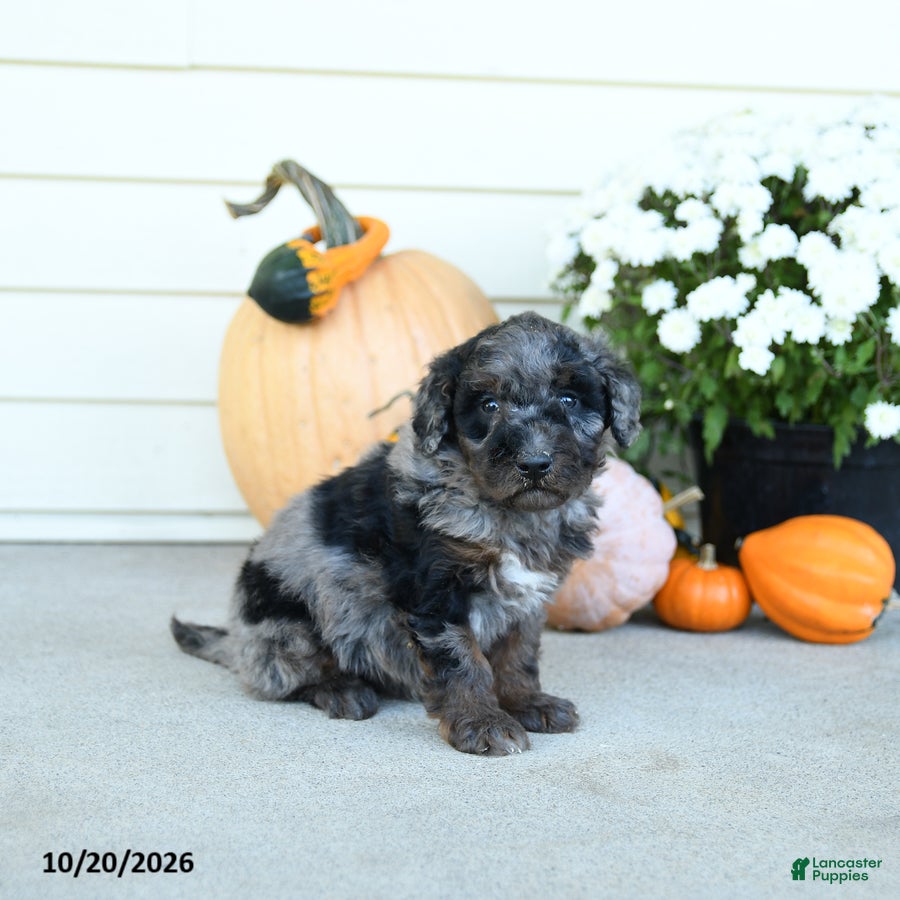 Mini Goldendoodle dogs for sale: Germany - Ad 2
