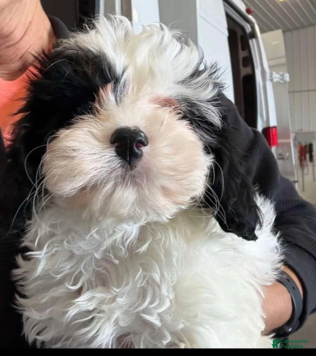 Cavapoo dogs for sale: Cavapoo 1 - Ad 1
