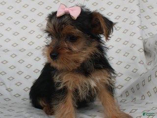 Bichpoo dogs - Ad 30