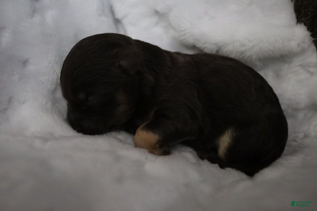 Havanese dogs for sale: Hershey Kiss - Ad 11