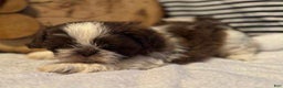 Shih Tzu dogs for sale: Noah - Ad 1